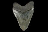 Serrated Fossil Megalodon Tooth - South Carolina #128306-2